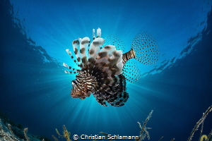 Sunblocker - Curious Lionfish in the Red Sea. by Christian Schlamann 